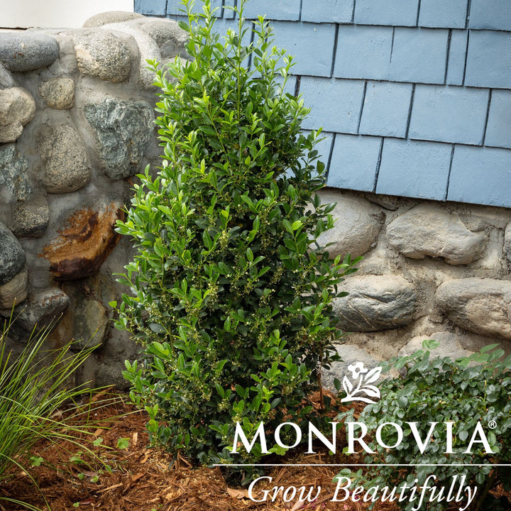 Ilex x 'RutHol1' PP #23,905 ~ Monrovia® Emerald Colonnade® Holly-ServeScape