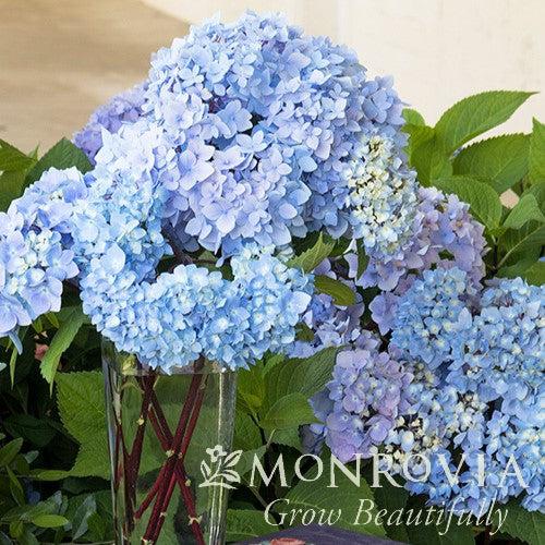 Hydrangea macrophylla 'Monmar' PP #25,209 ~ Monrovia® Blue Enchantress® Hydrangea-ServeScape