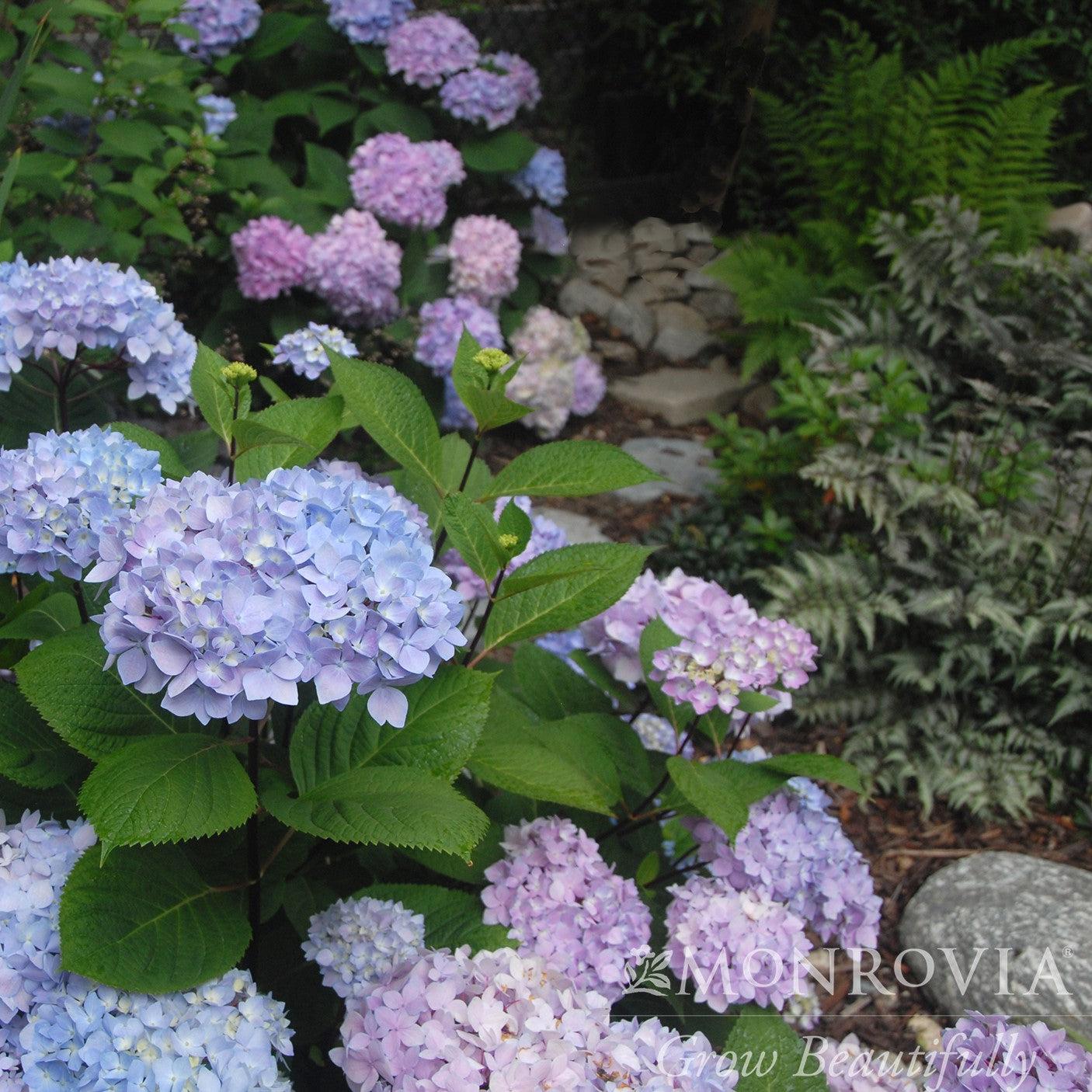 Hydrangea macrophylla 'Monmar' PP #25,209 ~ Monrovia® Blue Enchantress® Hydrangea-ServeScape