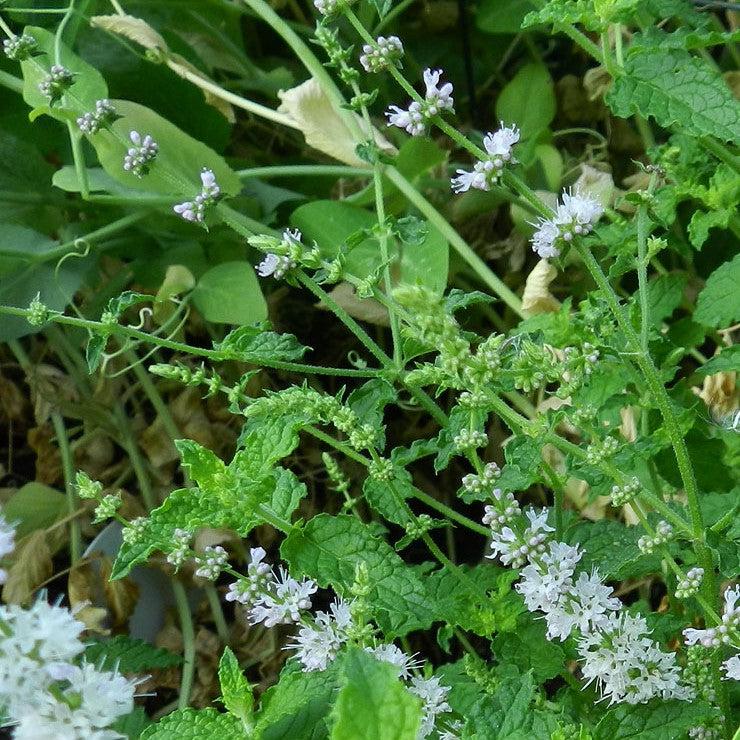 Mentha spicata 'Strawberry' ~ Strawberry Mint-ServeScape