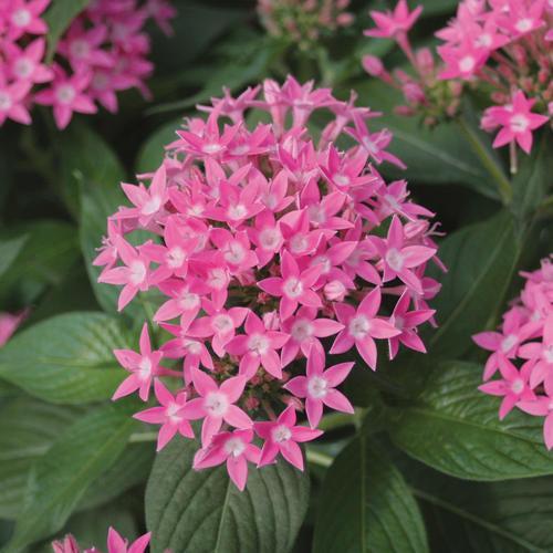 Pentas lanceolata 'Butterfly Deep Pink' ~ Butterfly Deep Pink Star Flower-ServeScape