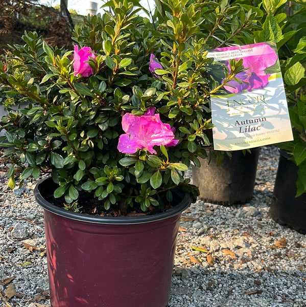 Autumn Lilac Encore Azalea - 1 Gallon / 3-Pack