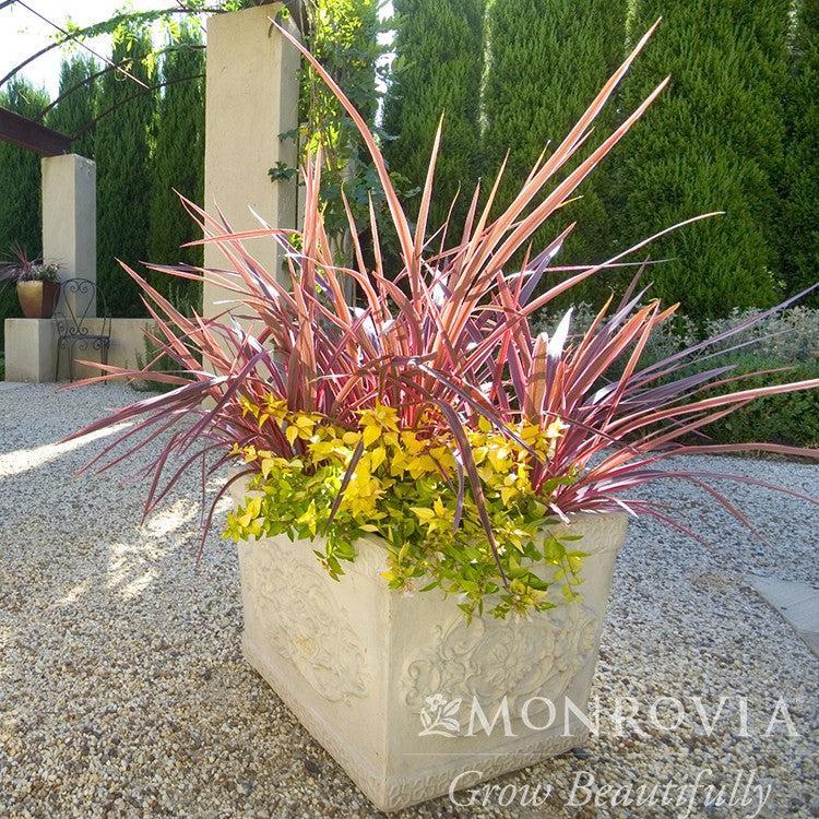 Cordyline hybrid 'Sprilecpink' ~ Monrovia® Electric™ Pink Cordyline-ServeScape