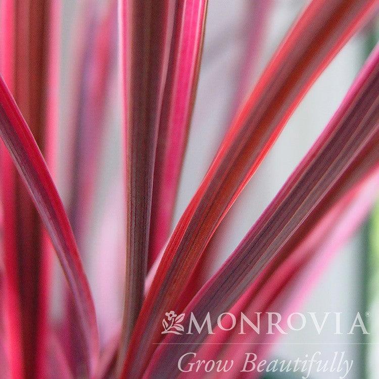 Cordyline hybrid 'Sprilecpink' ~ Monrovia® Electric™ Pink Cordyline-ServeScape