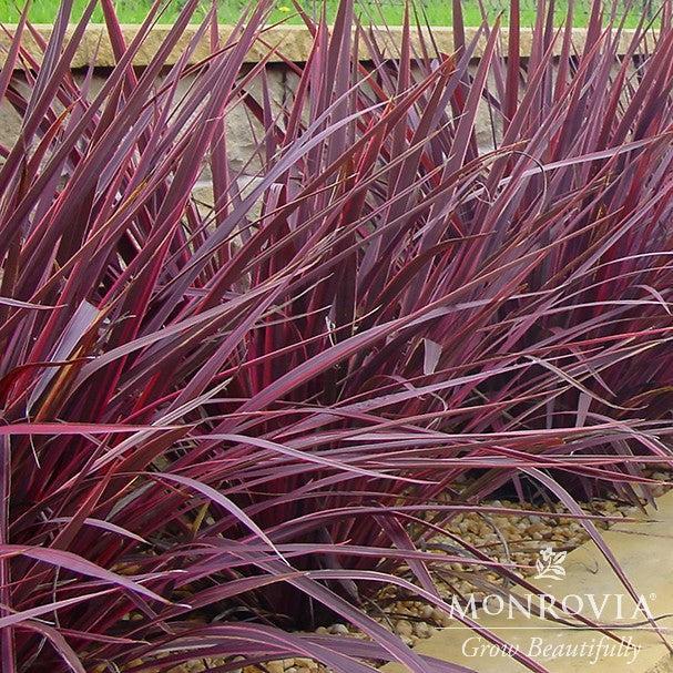 Cordyline hybrid 'Sprilecpink' ~ Monrovia® Electric™ Pink Cordyline-ServeScape