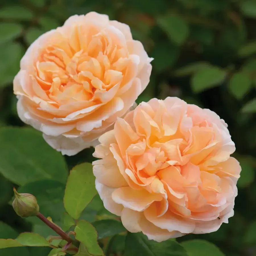 Rosa 'Ausbrass' ~ The Lady Gardener® Rose-ServeScape