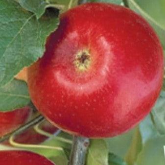 Malus domestica 'Co-op 39' ~ CrimsonCrisp® Apple on B.118-ServeScape