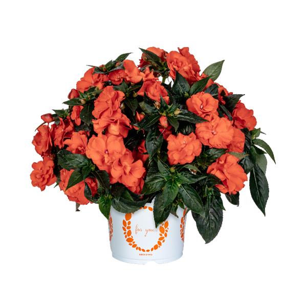 Impatiens hawkeri 'Wild Romance Orange' ~ Wild Romance Orange New Guinea Impatiens-ServeScape