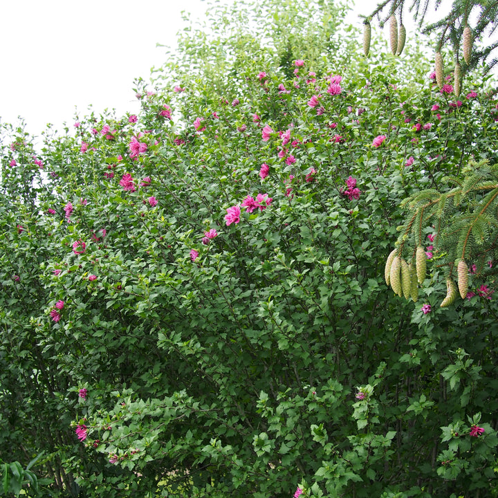 Hibiscus syriacus 'Lucy' ~ Lucy Hibiscus-ServeScape