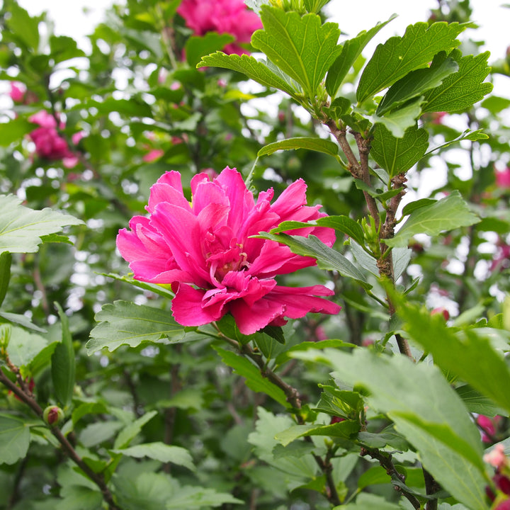 Hibiscus syriacus 'Lucy' ~ Lucy Hibiscus-ServeScape