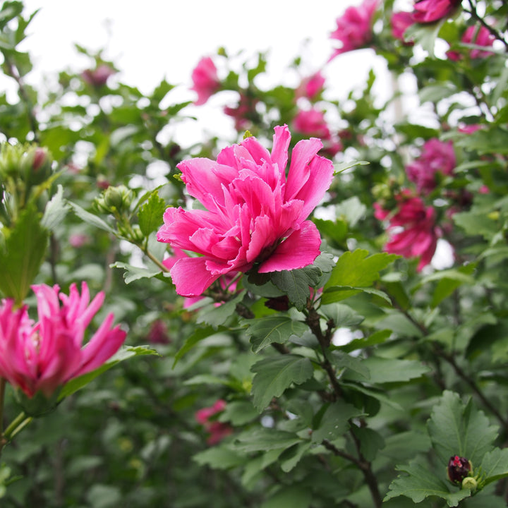 Hibiscus syriacus 'Lucy' ~ Lucy Hibiscus-ServeScape