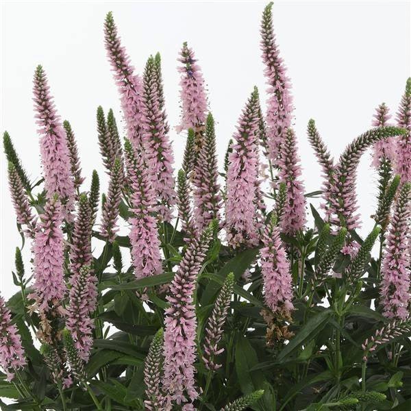 Veronica longifolia 'Candela Pink' ~ Candela Pink Veronica-ServeScape