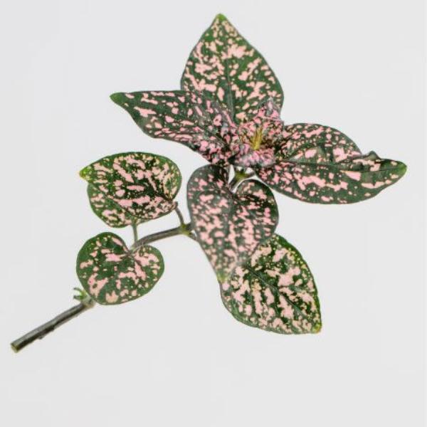 Hypoestes phyllostachya 'Lotty Dotty Rose' ~ Lotty Dotty Rose Polka Dot-ServeScape