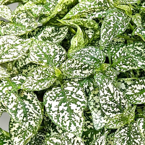 Hypoestes phyllostachya 'Lotty Dotty White' ~ Lotty Dotty White Polka Dot-ServeScape