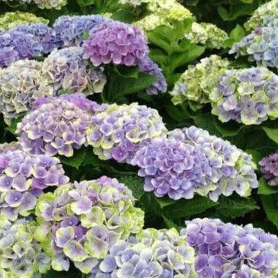 Hydrangea macrophylla 'Saxwhimar' ~ Violet Crown® Hydrangea-ServeScape