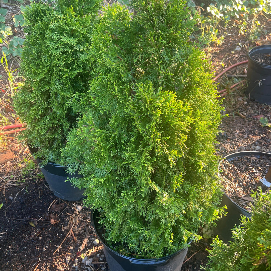 Thuja occidentalis 'Smaragd' ~ Emerald Green Arborvitae-ServeScape