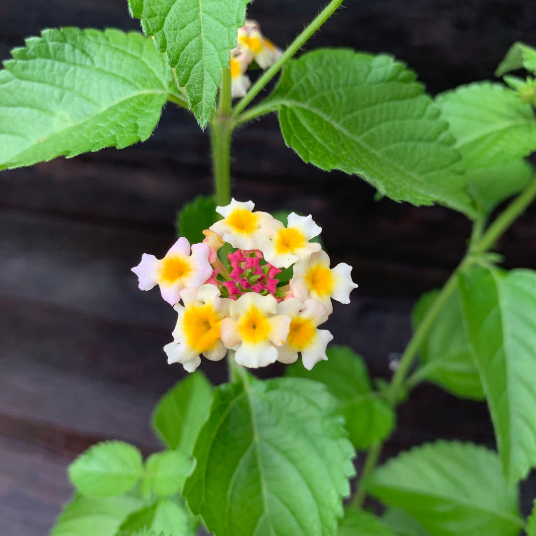 Lantana 'Chapel Hill Pink' ~ Chapel Hill® Pink Huff Lantana-ServeScape