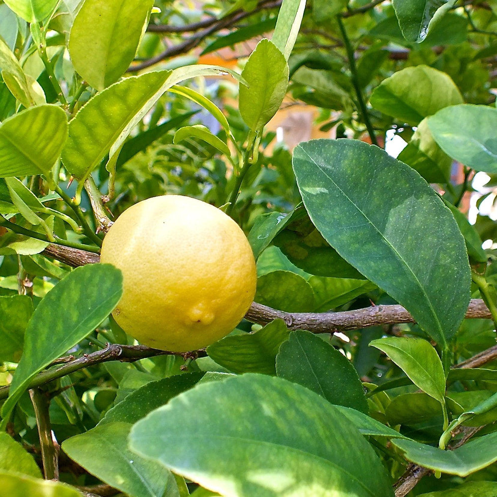 Citrus x aurantiifolia ~ Mexican Lime, Key Lime-ServeScape
