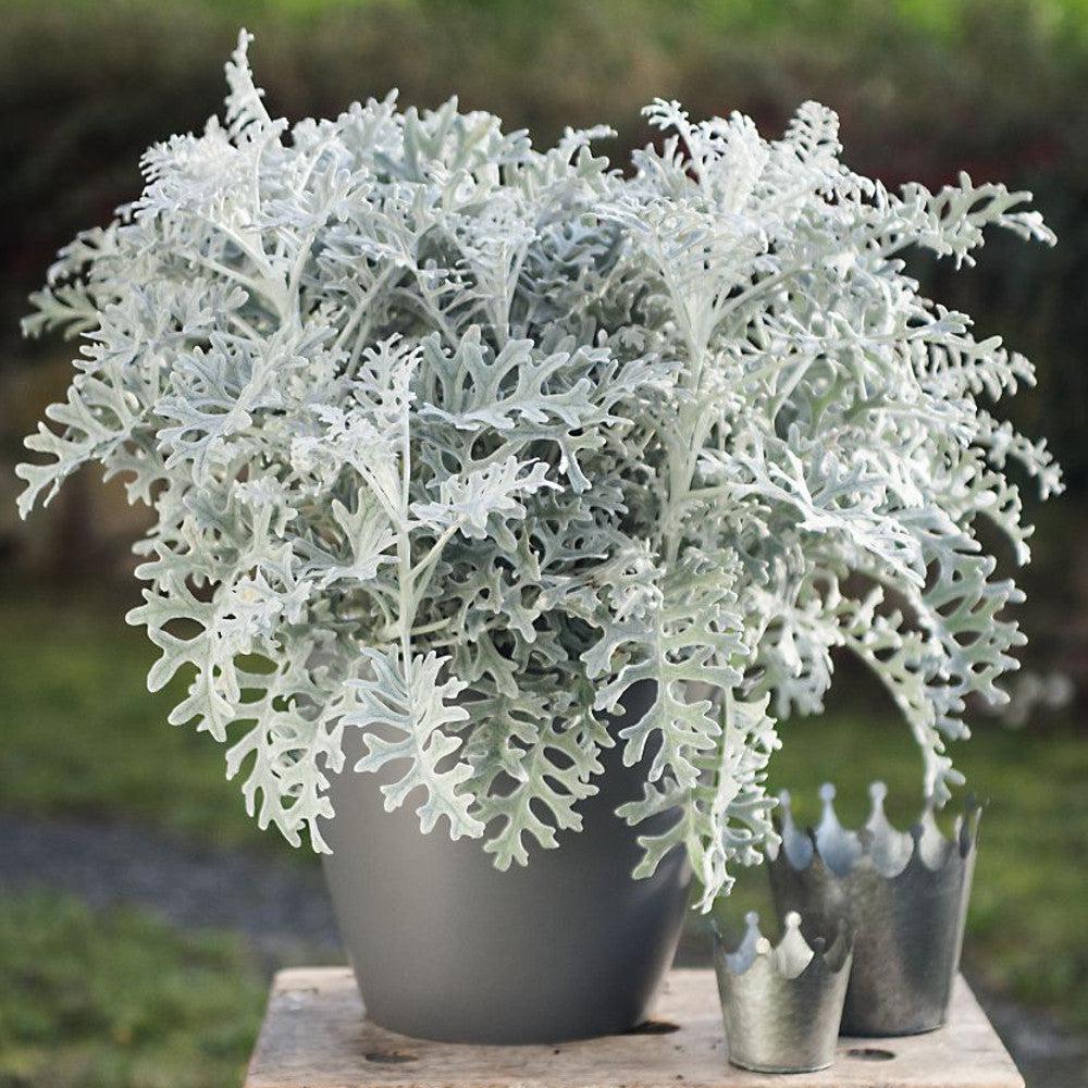 Senecio cineraria 'Silverado' ~ Silverado Dusty Miller-ServeScape