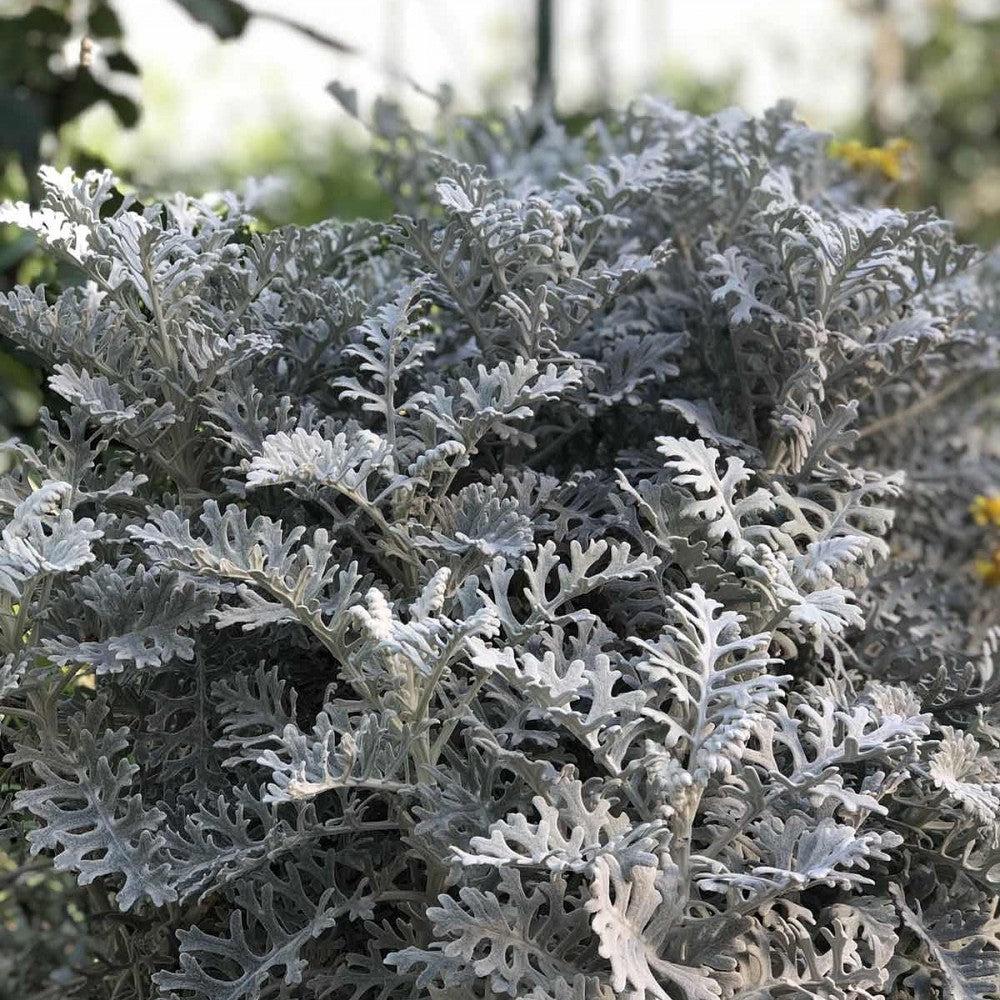 Senecio cineraria 'Silverado' ~ Silverado Dusty Miller-ServeScape