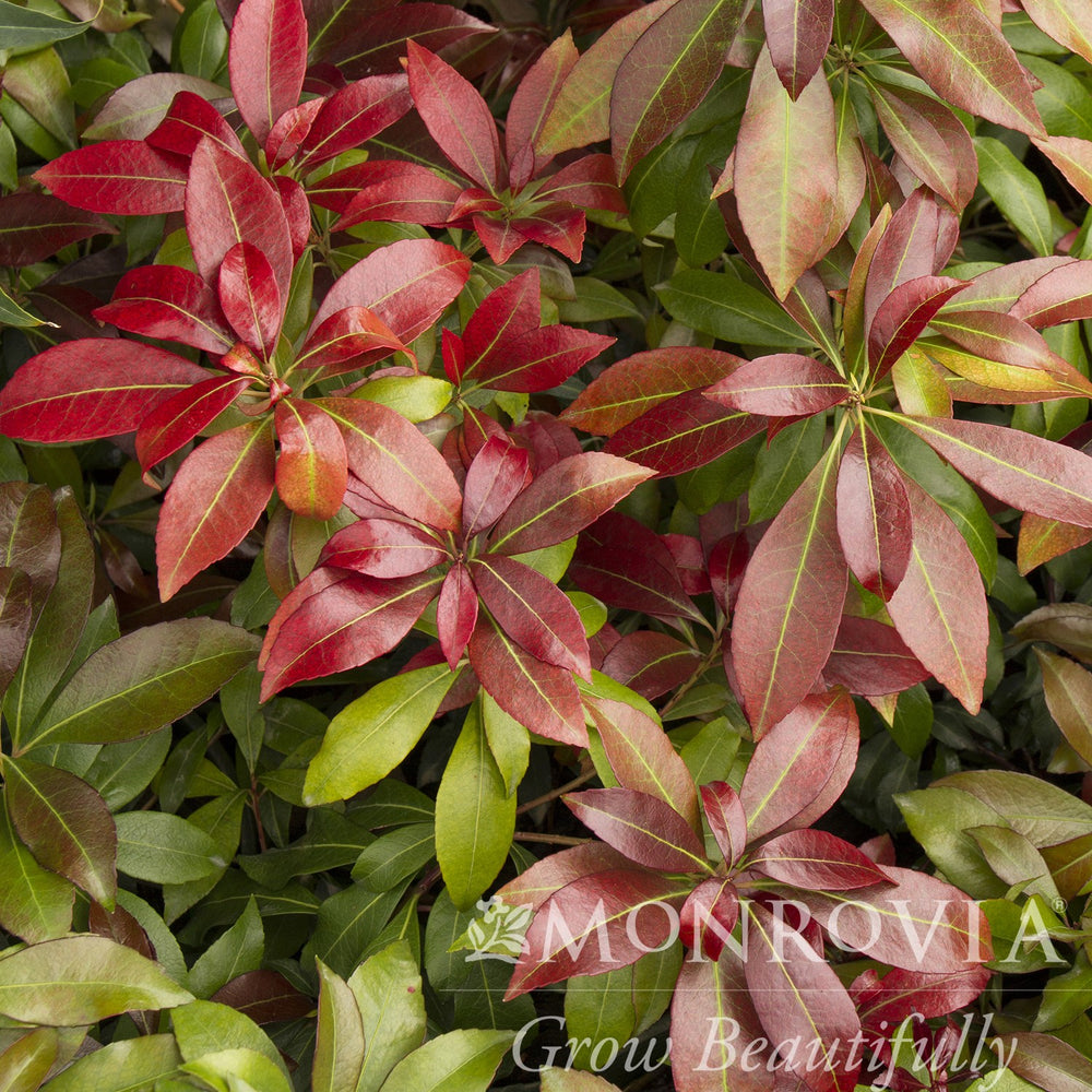 Pieris japonica 'Katsura' ~ Monrovia® Katsura Pieris-ServeScape