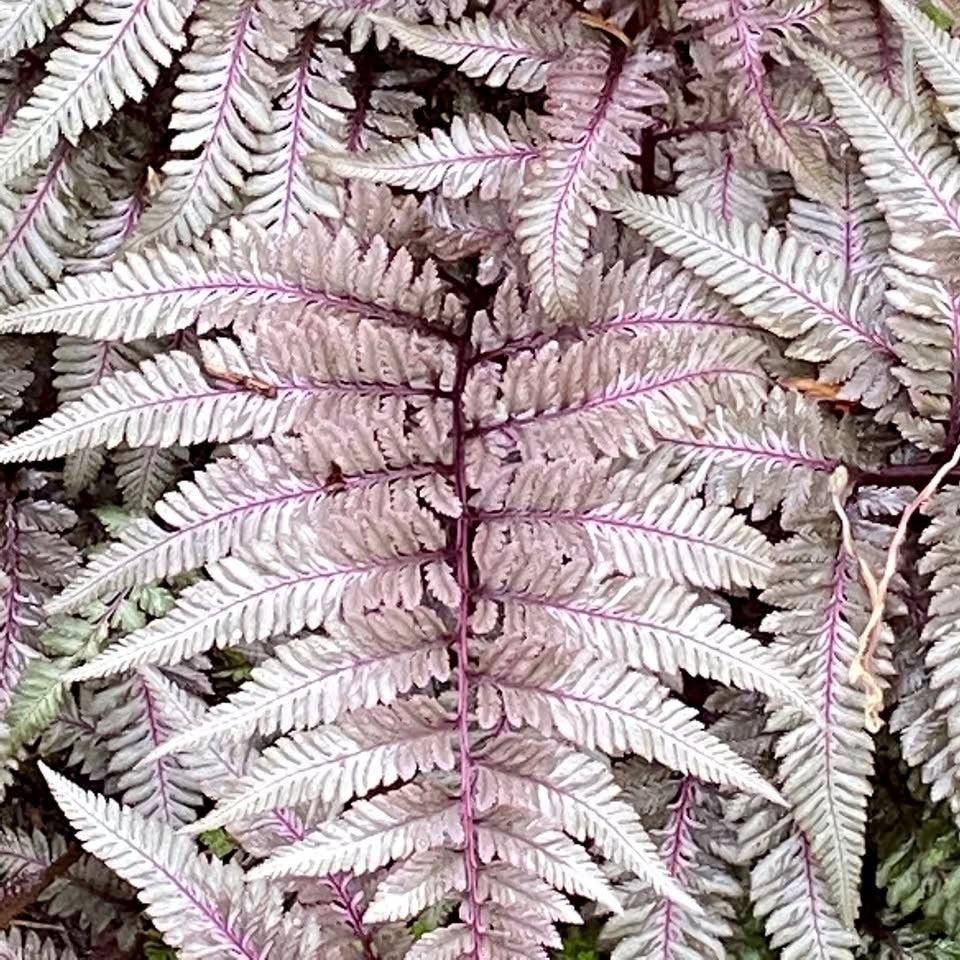 Athyrium niponicum var. pictum 'Red Beauty' ~ Red Beauty Japanese Painted Fern-ServeScape