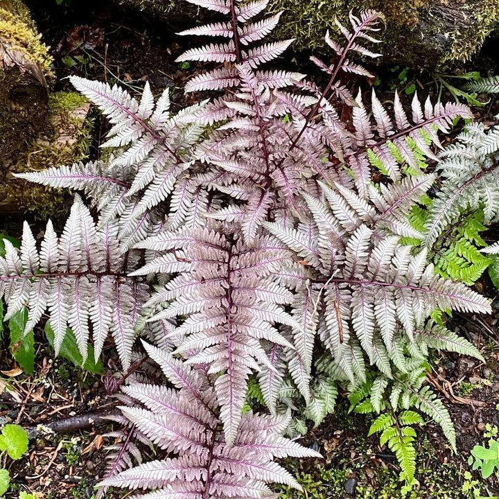 Athyrium niponicum var. pictum 'Red Beauty' ~ Red Beauty Japanese Painted Fern-ServeScape