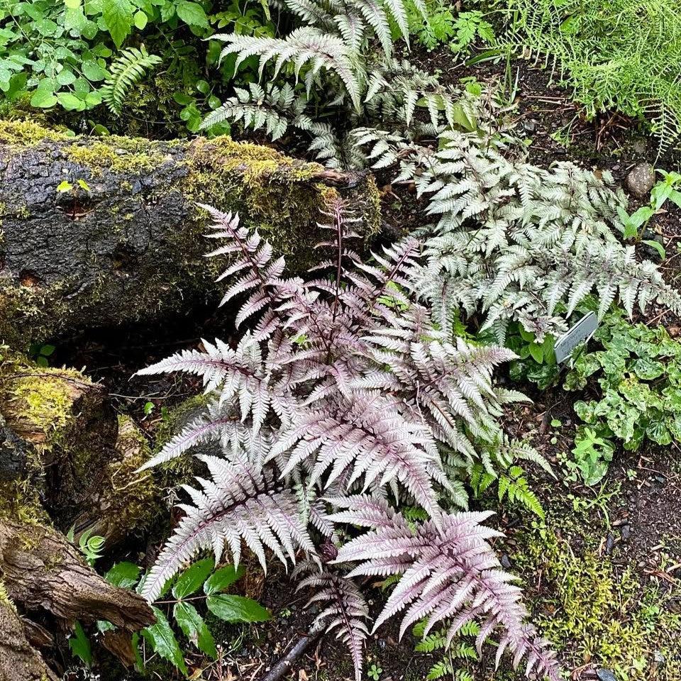 Athyrium niponicum var. pictum 'Red Beauty' ~ Red Beauty Japanese Painted Fern-ServeScape