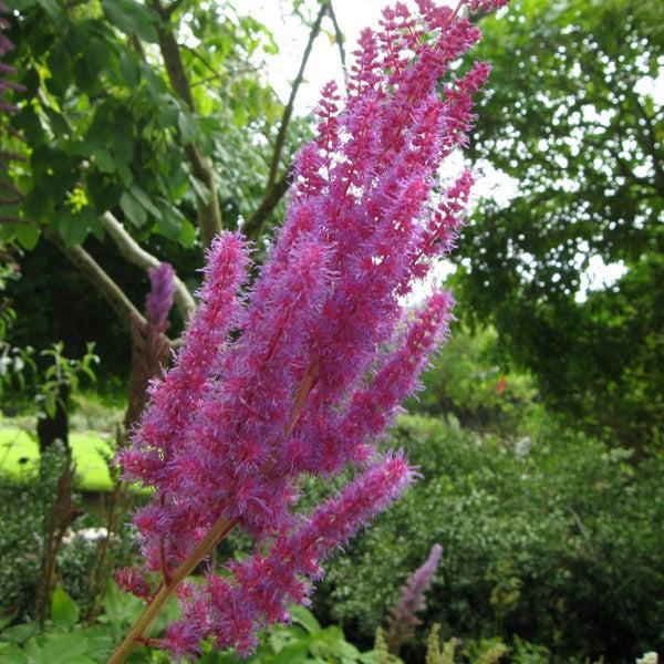 Astilbe chinensis 'Youandme Always' PP #32,942 ~ Monrovia® You And Me Always Astilbe-ServeScape