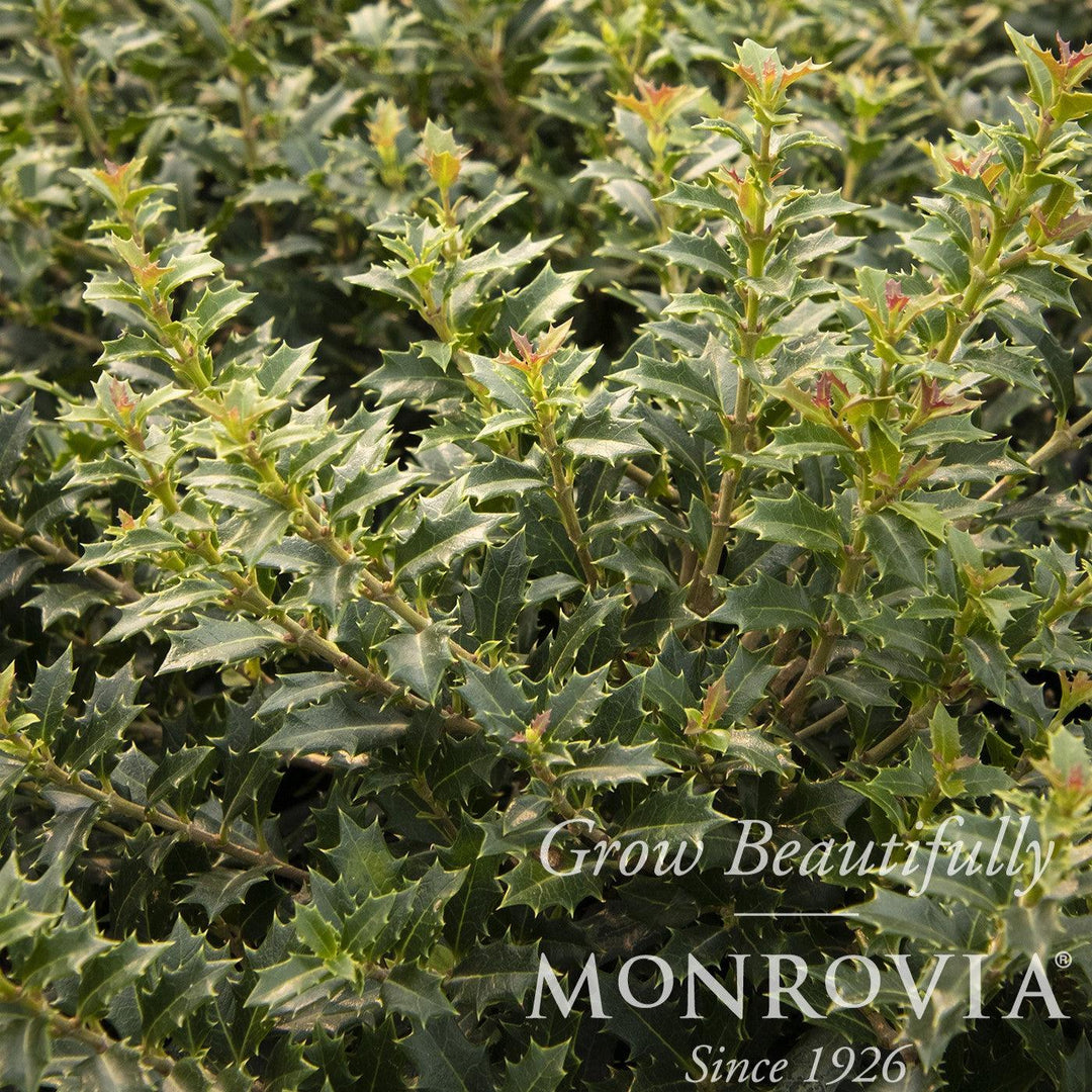 Osmanthus delavayi x heterophylla 'Crownshine' ~ Monrovia® Crownshine™ Osmanthus-ServeScape