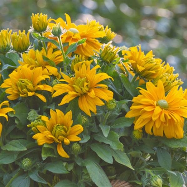 Rudbeckia hirta 'Sunbeckia Laura' ~ Sunbeckia® Laura Black-Eyed Susan-ServeScape