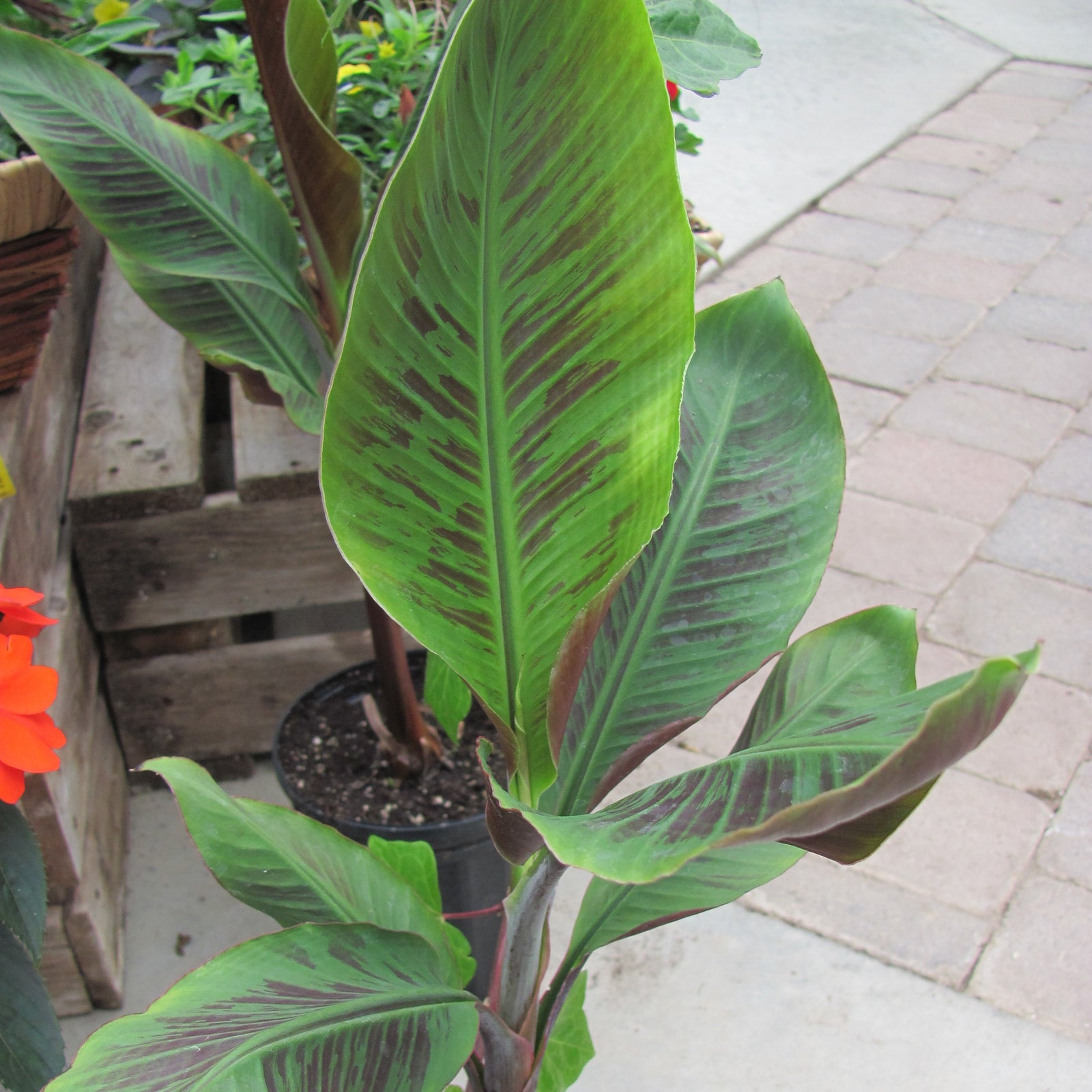 Musa Acuminata ‘Bordelon’ ~ Bordelon Banana-ServeScape