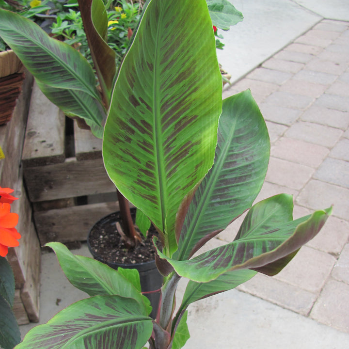 Musa Acuminata ‘Bordelon’ ~ Bordelon Banana-ServeScape