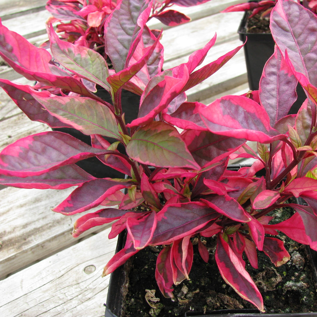 Alternanthera dentata ‘Brazilian Red Hots’ ~ Brazilian Red Hots Joseph's Coat-ServeScape