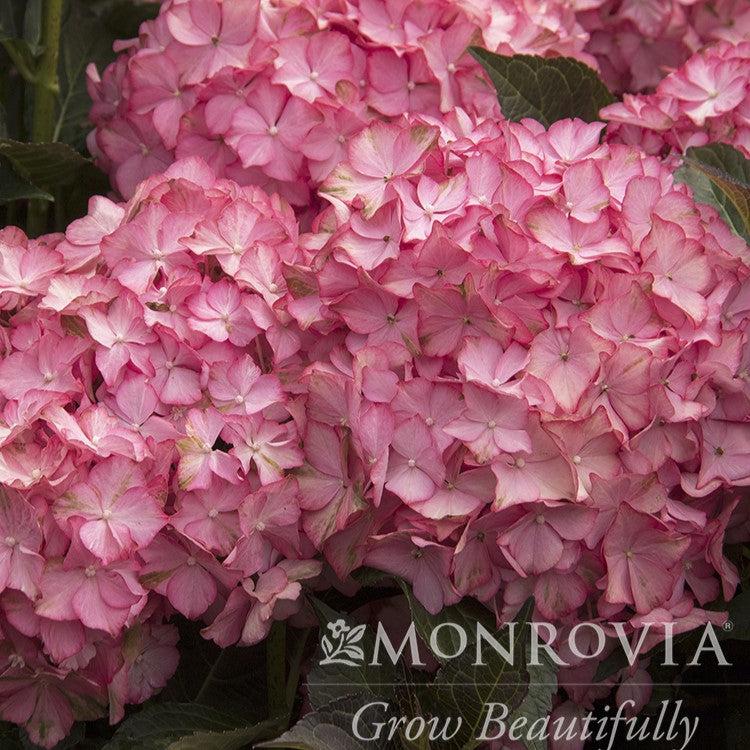 Hydrangea macrophylla 'HORTHAMP' PP #29,005 ~ Monrovia® Seaside Serenade® Hamptons Hydrangea-ServeScape
