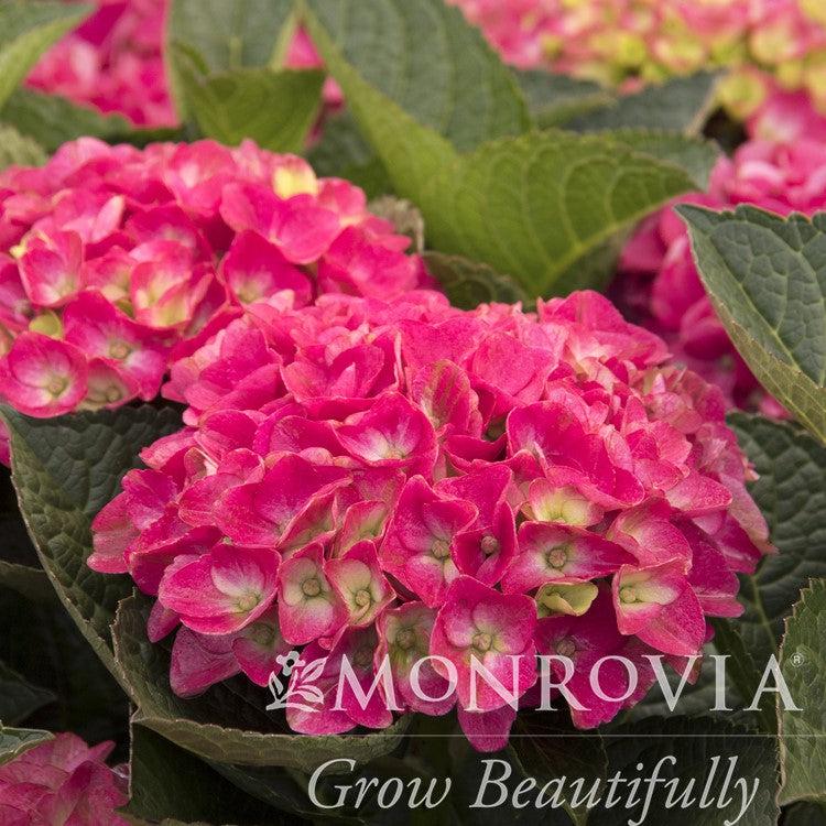 Hydrangea macrophylla 'HORTMAVI' PPAF~ Monrovia® Seaside Serenade® Martha's Vineyard Hydrangea-ServeScape