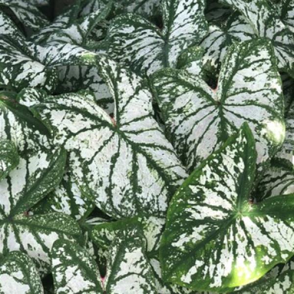 Caladium 'Monument' ~ Monument Caladium-ServeScape