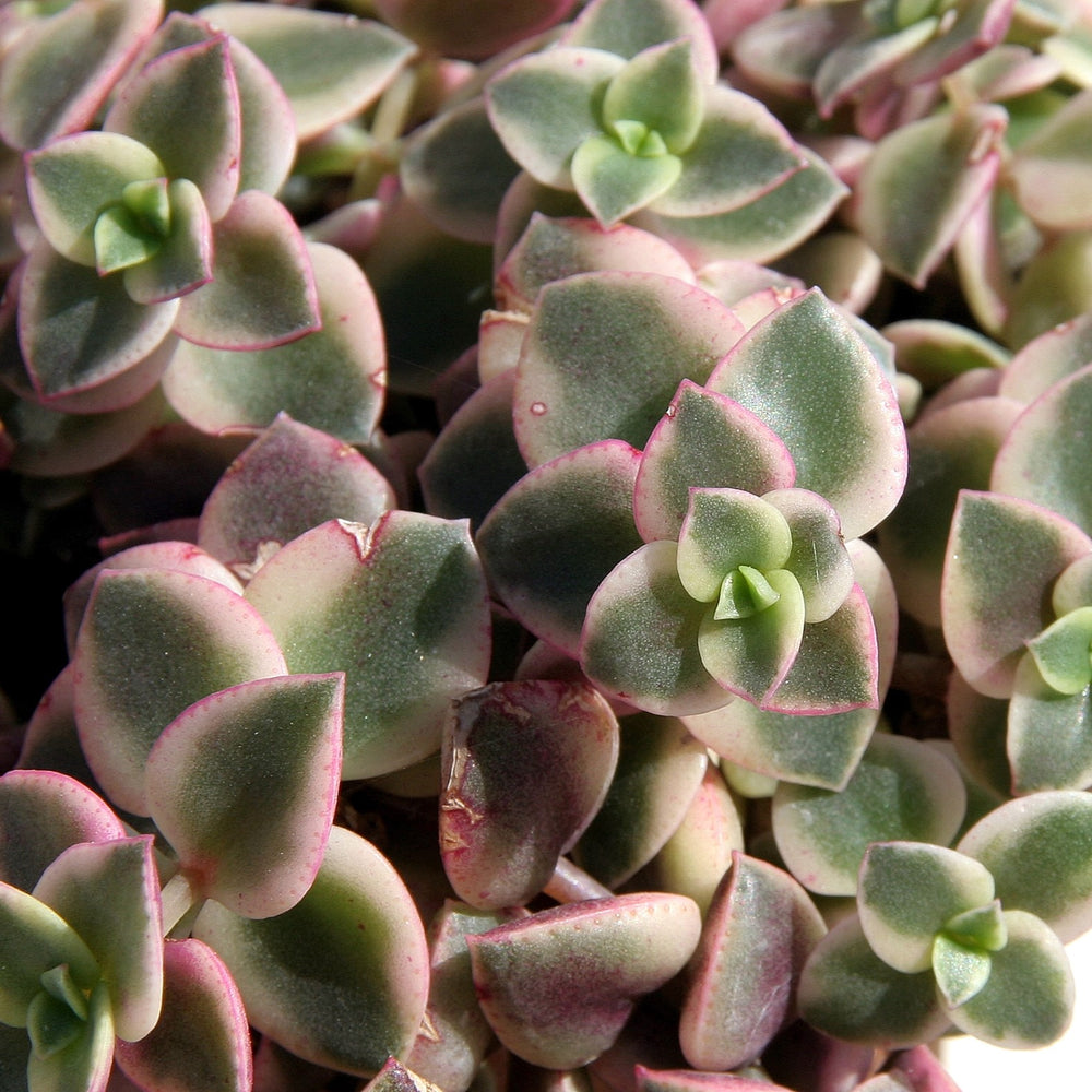 Crassula pellucida 'Variegata' ~ Calico Kitten Crassula-ServeScape