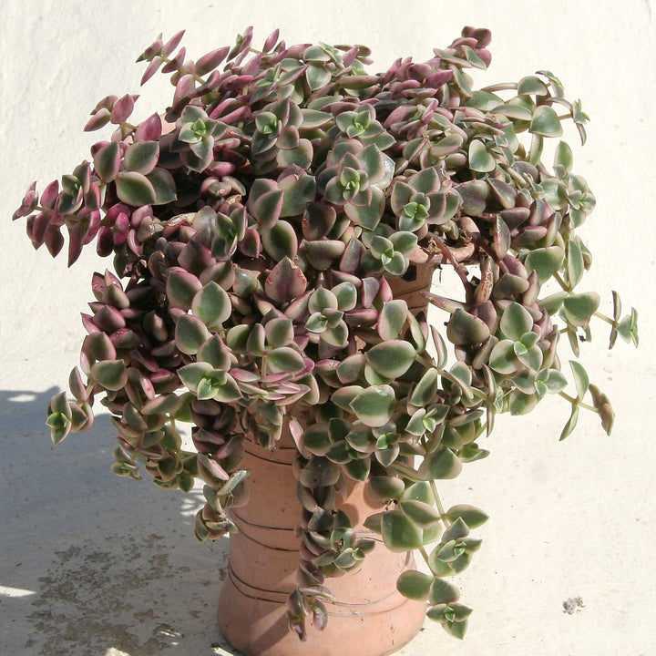 Crassula pellucida 'Variegata' ~ Calico Kitten Crassula-ServeScape