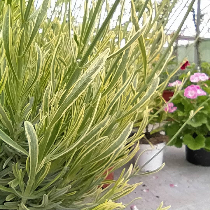 Lavandula angustifolia 'Momparler' ~ Platinum Blonde™ English Lavender-ServeScape