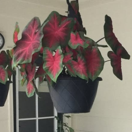 Caladium 'Freida Hemple’ ~ Freida Hemple Caladium-ServeScape