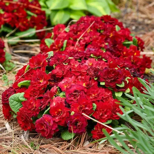 Primula acaulis 'Belarina Valentine' ~ Belarina Valentine Primrose-ServeScape