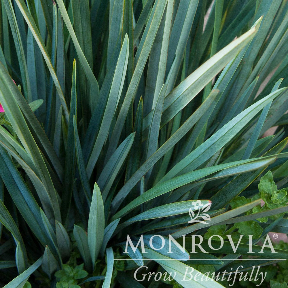 Dianella caerulea 'DBB03' ~ Monrovia® Cassa Blue™ Flax Lily-ServeScape