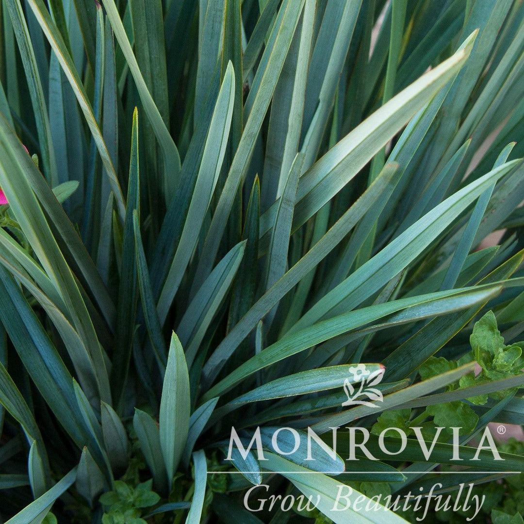 Dianella caerulea 'DBB03' ~ Monrovia® Cassa Blue™ Flax Lily-ServeScape