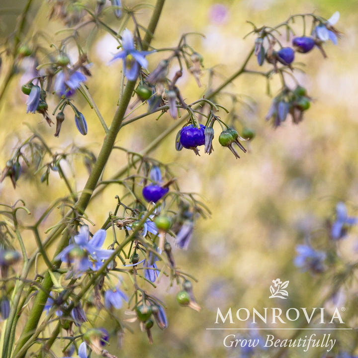 Dianella caerulea 'DBB03' ~ Monrovia® Cassa Blue™ Flax Lily-ServeScape