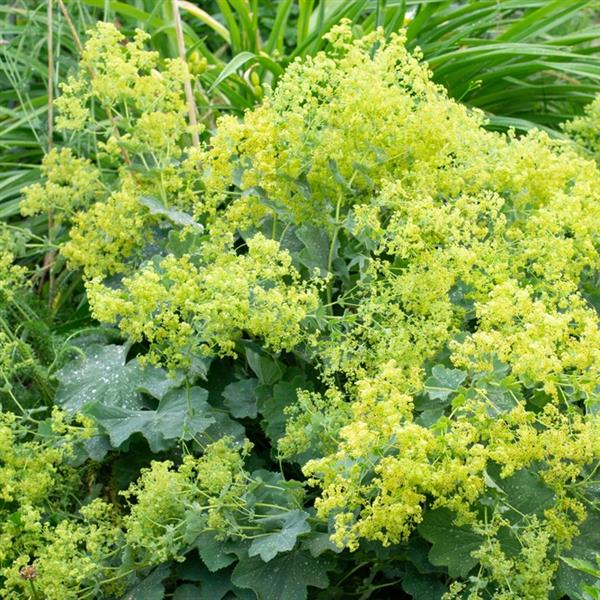 Alchemilla mollis 'Auslese' ~ Auslese Lady's Mantle-ServeScape