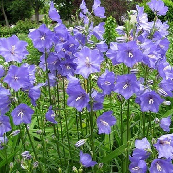 Campanula persicifolia ~ Peach-leaved Bellflower, Blue-ServeScape
