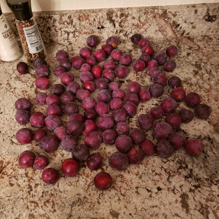 Prunus salicina 'Gulf Rose' ~ Gulf Rose Plum-ServeScape