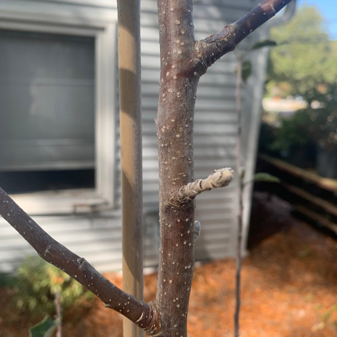 Malus pumila 'Fuji' ~ Fuji Apple-ServeScape