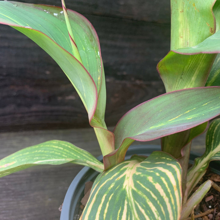 Canna x generalis 'Bengal Tiger' ~ Variegated Tiger Canna Lily-ServeScape